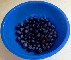 Bowl of Blueberries